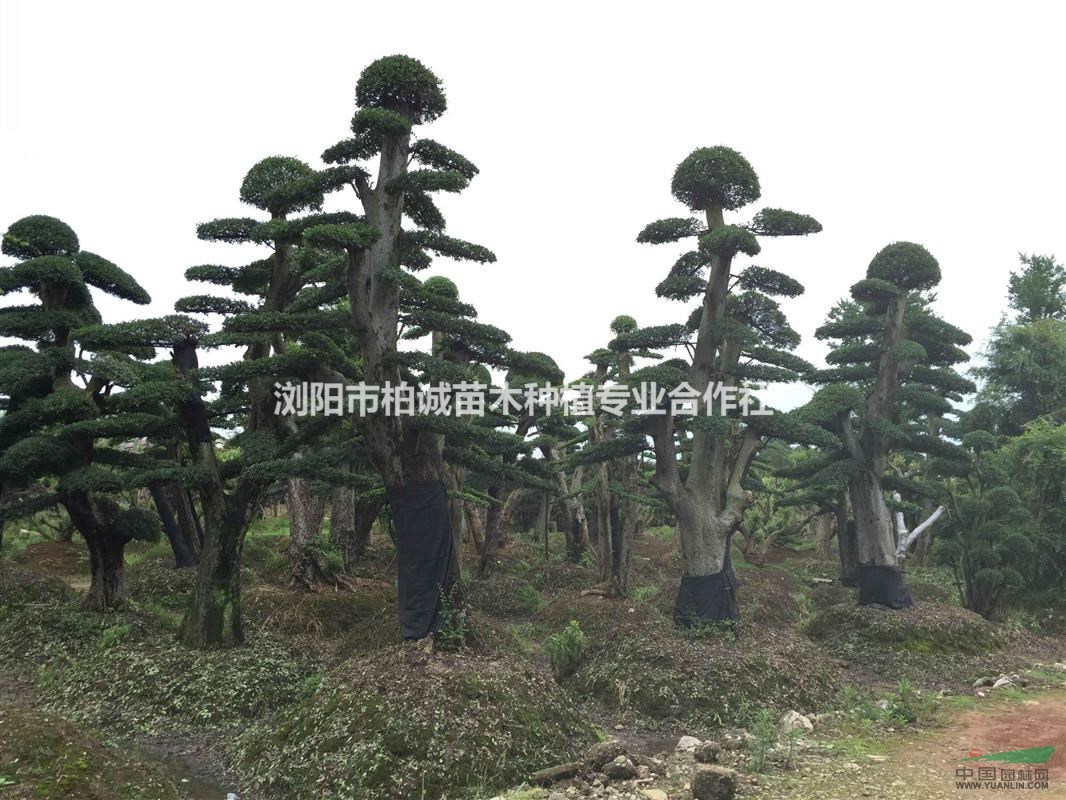 造型榆樹，榆樹樁景供應(yīng)，造型榆樹價格