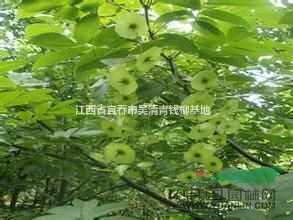 江西供應(yīng)優(yōu)質(zhì)青錢柳，大量批發(fā)青錢柳樹苗