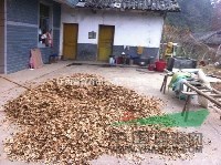 江西出售青錢柳種子，低價供應(yīng)金錢柳種子