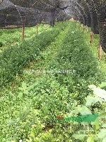 20萬株紅豆杉小苗急售，低價(jià)批發(fā)紅豆杉小苗
