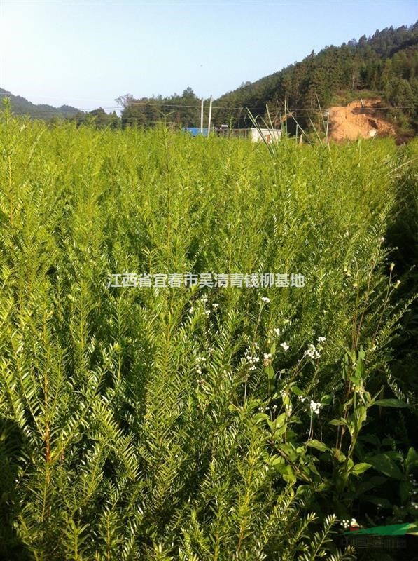20萬株紅豆杉小苗急售，低價(jià)批發(fā)紅豆杉小苗