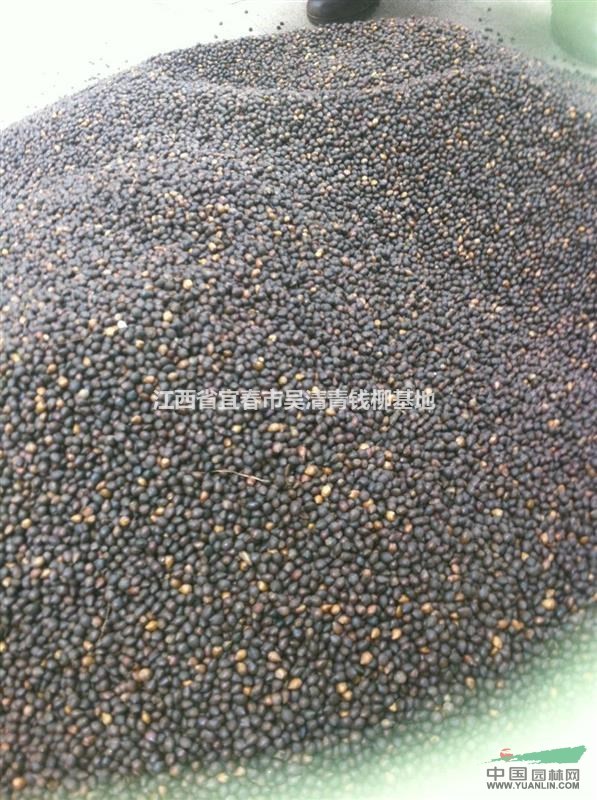 2015年紅豆杉種子，紅豆杉種子批發(fā)價(jià)格