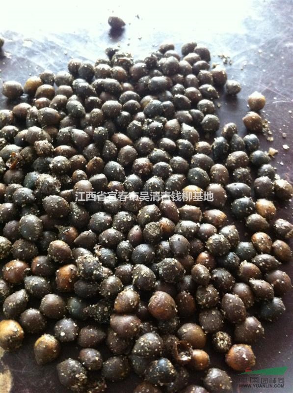 2015年紅豆杉種子，紅豆杉種子批發(fā)價(jià)格