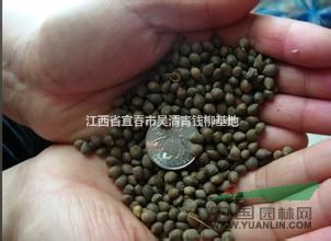 江西低價(jià)供應(yīng)紅豆杉種子，量大優(yōu)惠哦