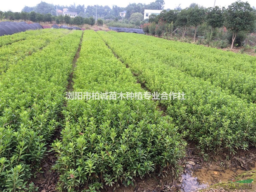 供應(yīng)杜鵑球，毛鵑球，湖南杜鵑，杜鵑色塊苗，湖南毛鵑