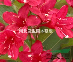 红王子锦带种植基地 专业种植优质的红王子锦带