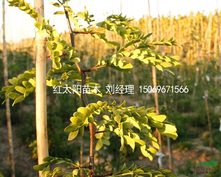 紅太陽綠化苗木金葉榆、龍桑、皂角等優(yōu)良品種