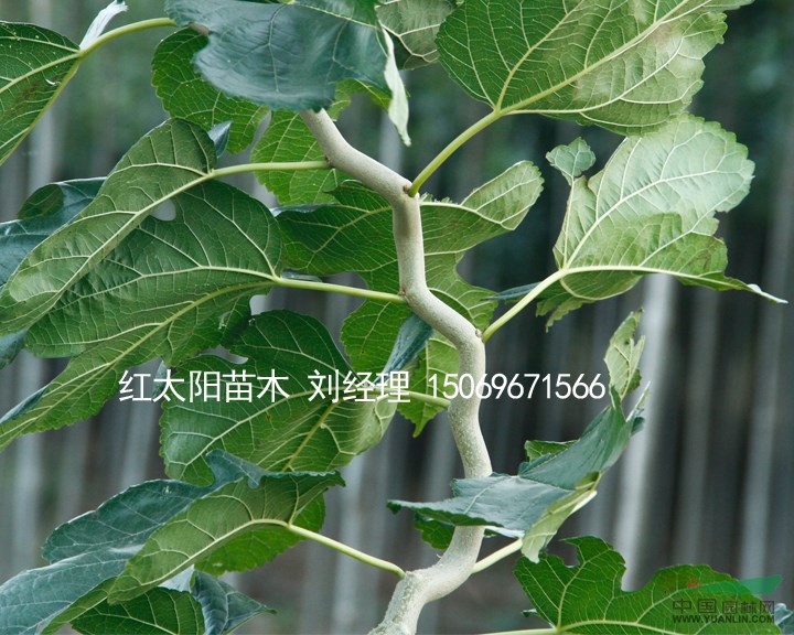 紅太陽綠化苗木金葉榆、龍桑、皂角等優(yōu)良品種