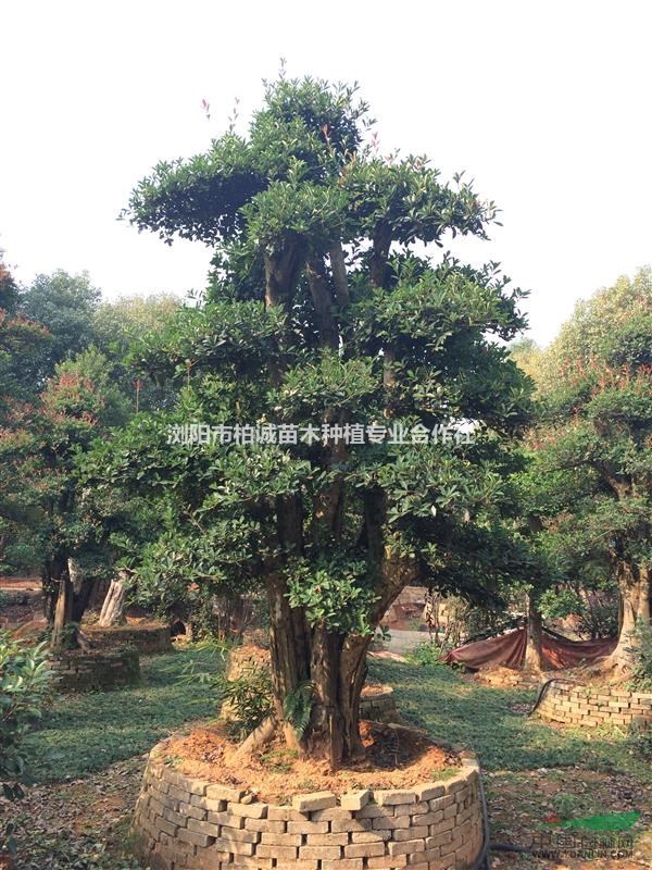 湖南欏木石楠；欏木石楠樁景，湖南造型欏木石楠價(jià)格