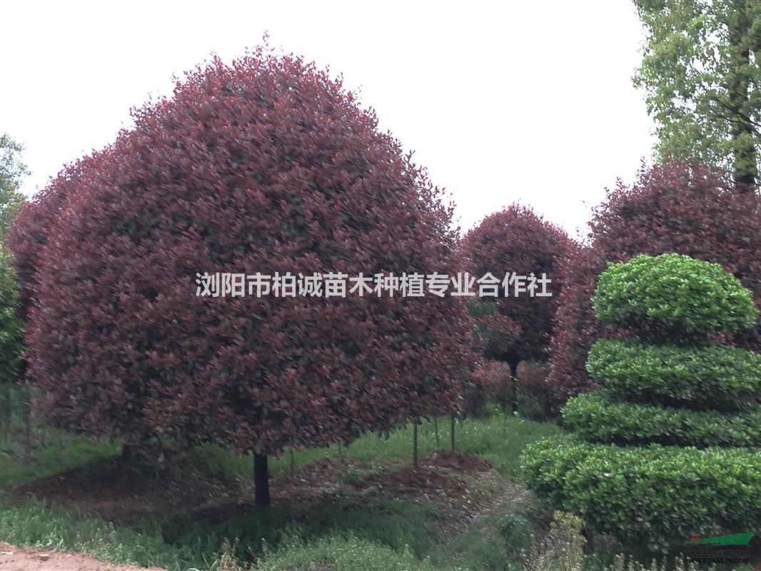 湖南地區(qū)紅葉石楠基地；紅葉石楠價(jià)格表 ，紅葉石楠價(jià)格