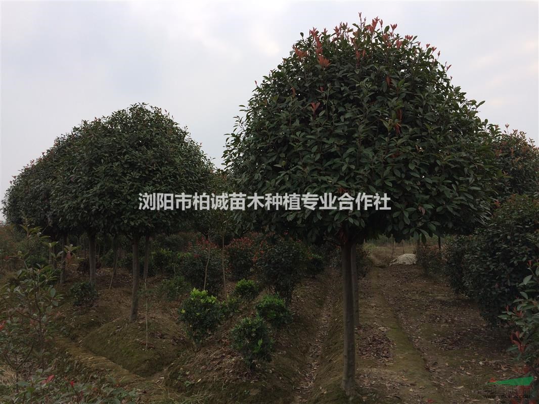 湖南地區(qū)紅葉石楠基地；紅葉石楠價(jià)格表 ，紅葉石楠價(jià)格