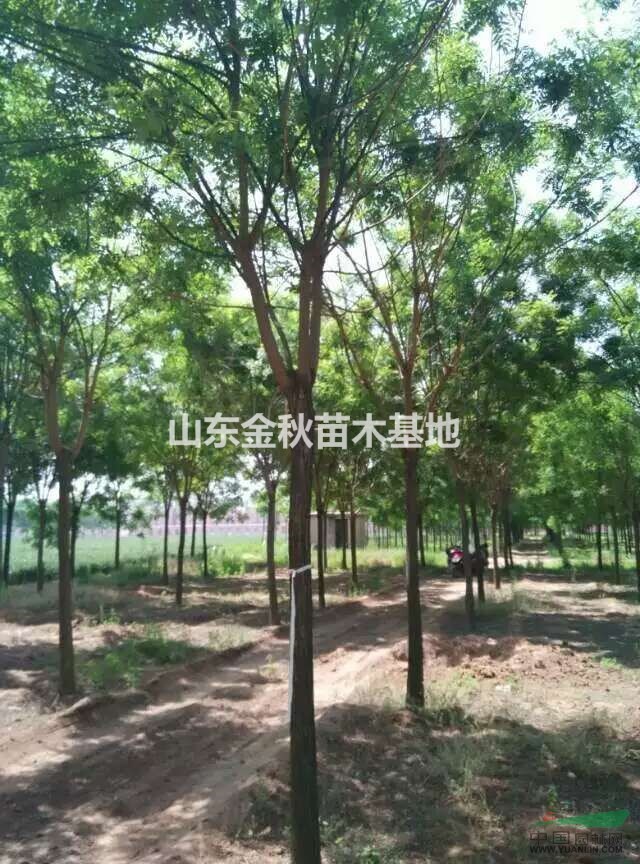 重慶14公分國槐15公分國槐價格