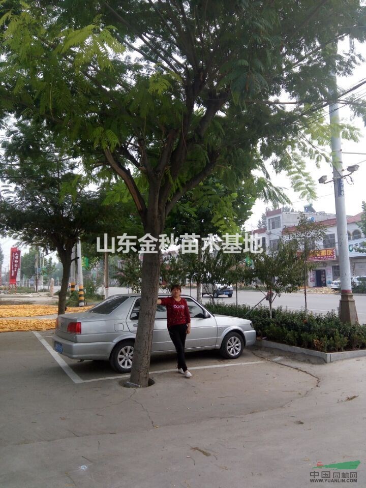 重慶14公分國槐15公分國槐價格