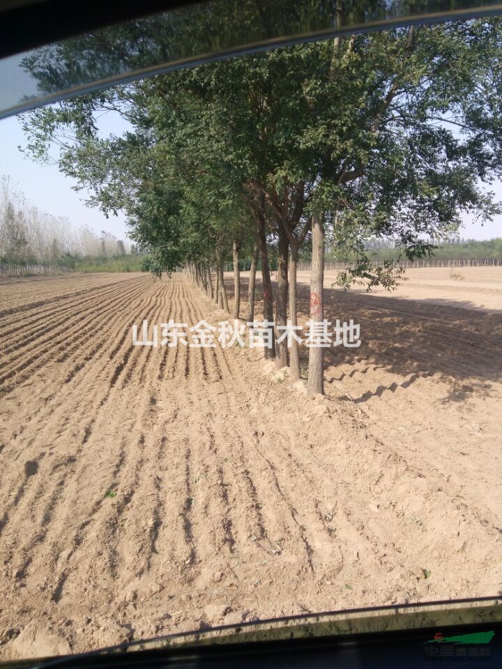 10公分國槐多少錢/12公分國槐價(jià)格|