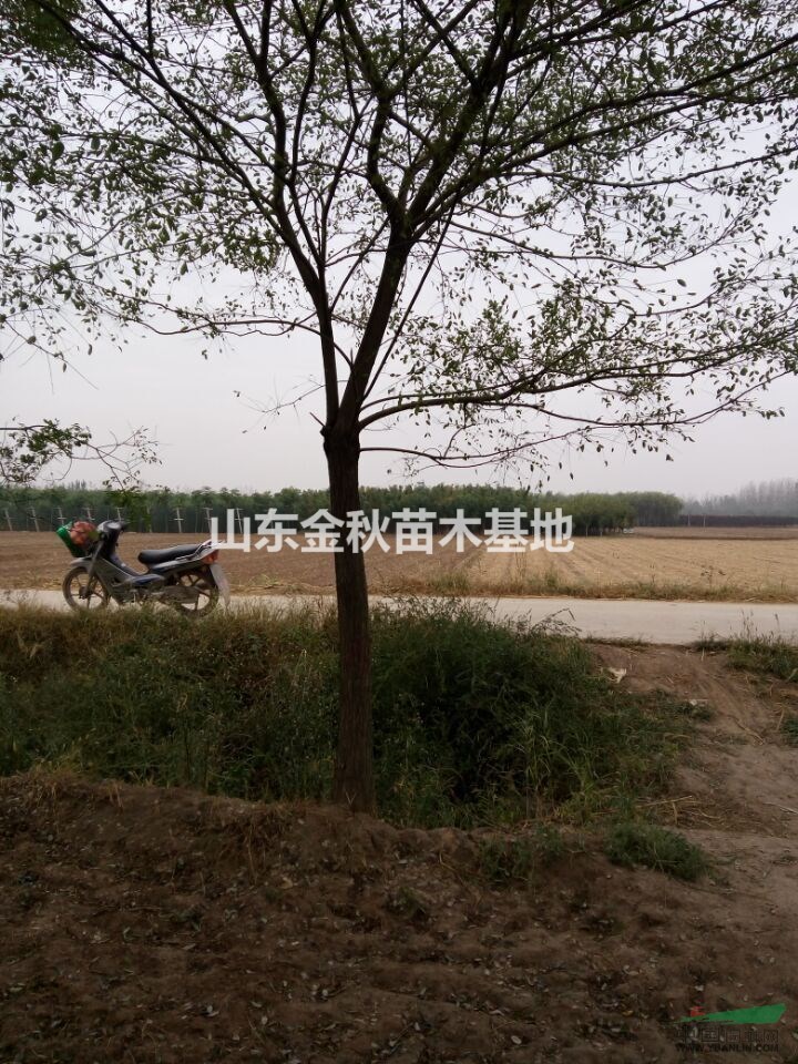 10公分國槐多少錢/12公分國槐價(jià)格|