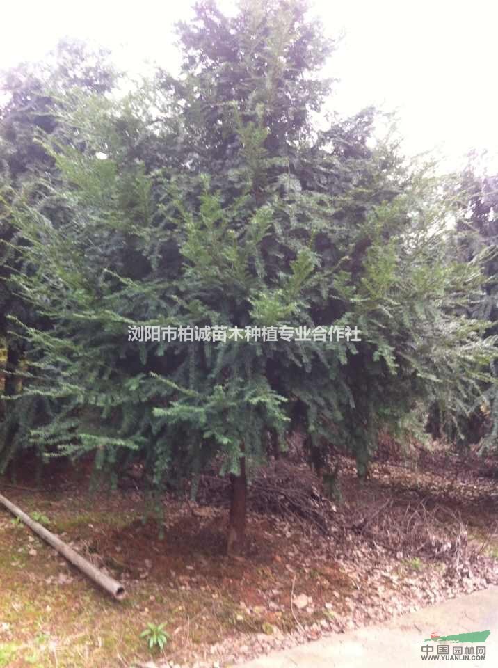 湖南紅豆杉，紅豆杉價(jià)格，紅豆杉苗，湖南紅豆杉價(jià)格