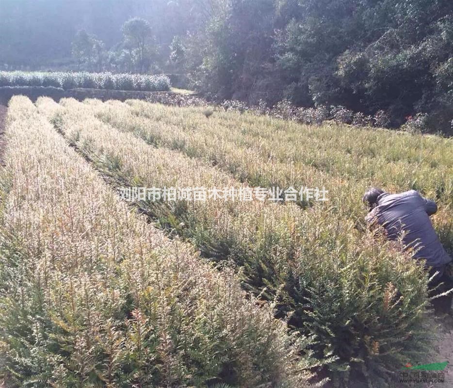 湖南紅豆杉，紅豆杉價(jià)格，紅豆杉苗，湖南紅豆杉價(jià)格