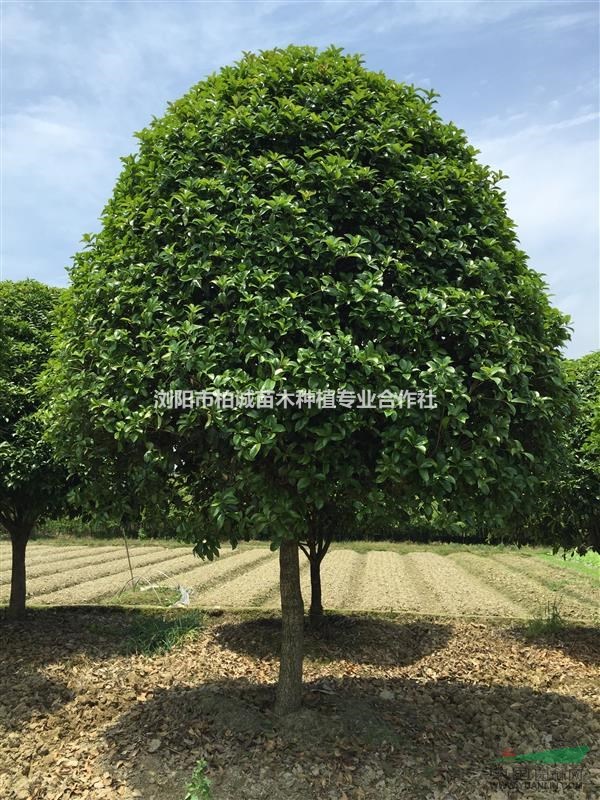 湖南桂花基地；桂花大樹；桂花批發(fā)，湖南桂花價(jià)格，桂花圖片