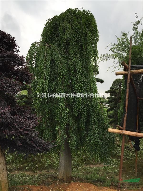 湖南垂榆；垂榆樹價格；垂榆基地，垂榆樹批發(fā)，湖南垂榆樹價格