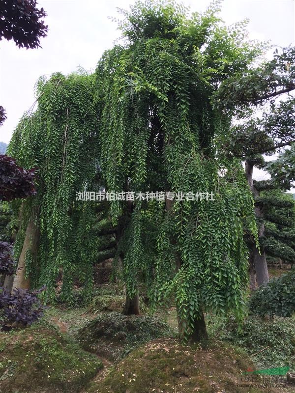 湖南垂榆；垂榆樹價格；垂榆基地，垂榆樹批發(fā)，湖南垂榆樹價格
