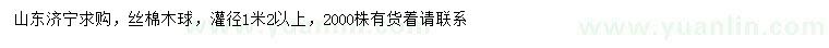 求購灌徑1.2米以上絲棉木球