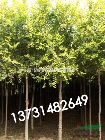 2016年哪里金葉榆便宜？供應(yīng)金葉榆，質(zhì)量好！