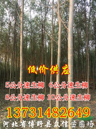 2016年河北哪里速生柳最便宜？哪里速生柳價格最低？
