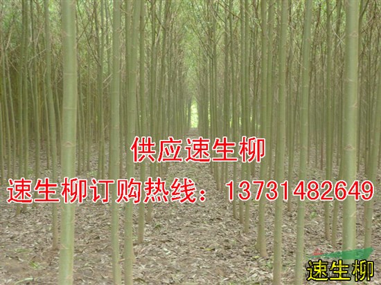 2016年河北哪里速生柳最便宜？哪里速生柳價格最低？