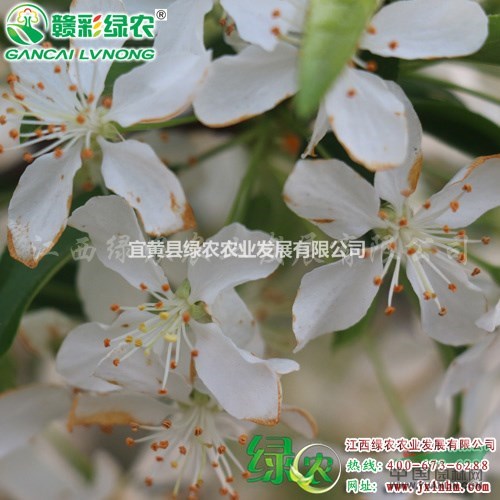 金色雨點(diǎn)海棠 果實(shí)小 正宗優(yōu)質(zhì)海棠苗 金色雨點(diǎn)樹苗供應(yīng)包成活