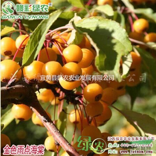 金色雨點(diǎn)海棠 果實(shí)小 正宗優(yōu)質(zhì)海棠苗 金色雨點(diǎn)樹苗供應(yīng)包成活