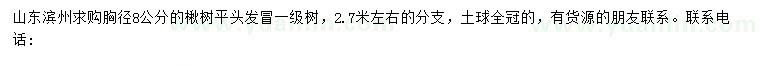 求購胸徑8公分楸樹