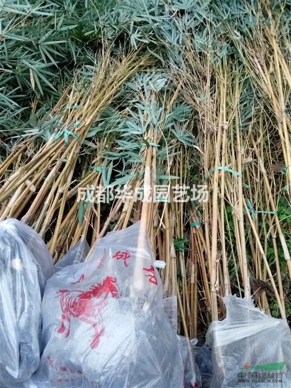 四川成都琴丝竹批发出售  琴丝竹销售供应