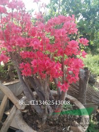 出售:映山紅，（叢生，疙瘩），黃櫨，玉蘭（紅，白，黃，紫），