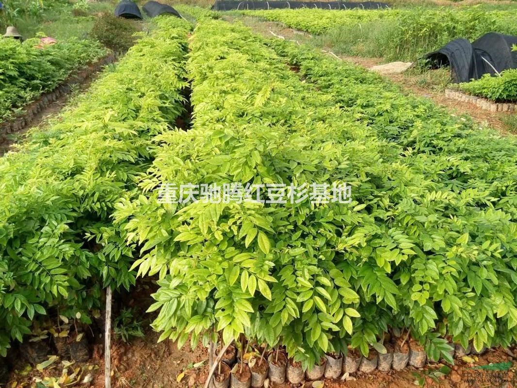 重慶四面山黃花梨杯苗30-60CM