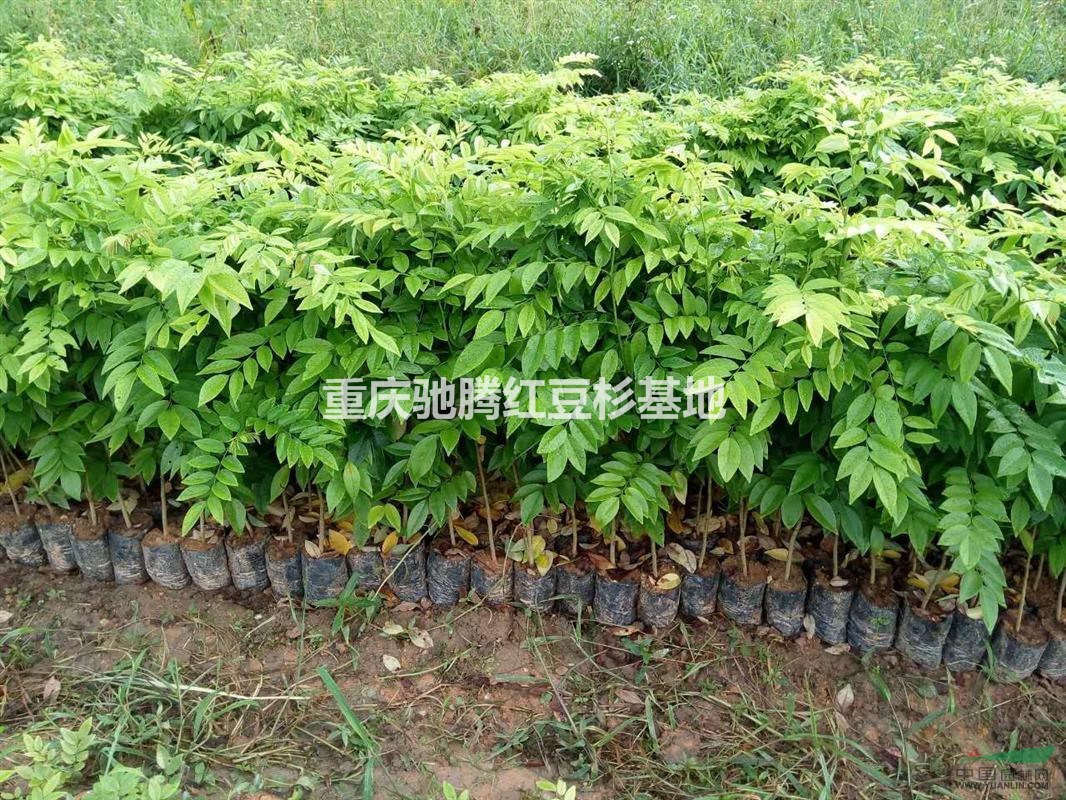 重慶四面山黃花梨杯苗30-60CM