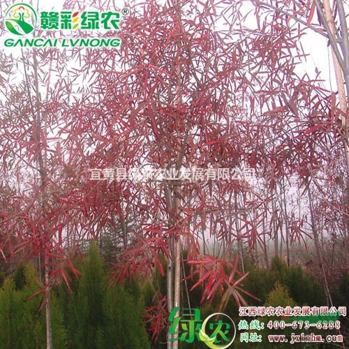 柳櫟 美國紅櫟小苗 柳櫟樹苗 秋季佳觀賞樹種 適應性強紅櫟