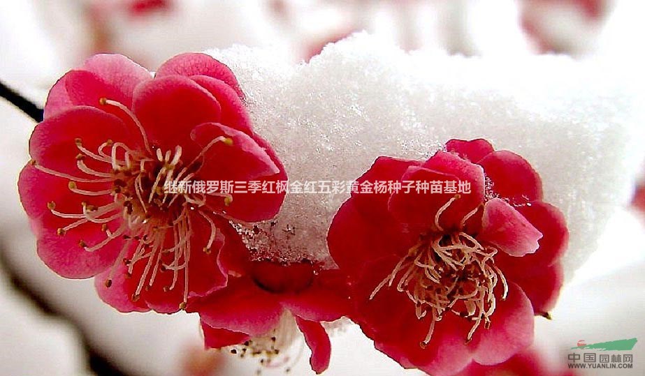 红叶红梅种苗红叶李俄罗斯冰雪四季红叶李红梅盆景红梅种子种苗销