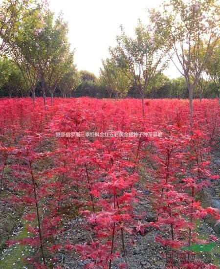 紅楓四季紅楓常年紅紅楓全年紅紅楓三季紅楓俄羅斯四季紅楓種子銷