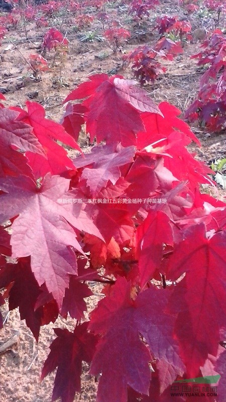 紅楓四季紅楓常年紅紅楓全年紅紅楓三季紅楓俄羅斯四季紅楓種子銷