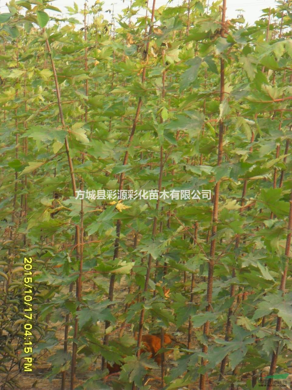 河南供應(yīng)優(yōu)質(zhì)美國(guó)紅楓，大量批發(fā)美國(guó)紅楓小苗