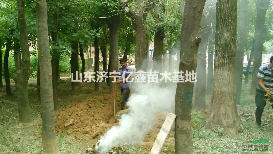 濟(jì)寧45公分國槐樹移栽發(fā)二年冒價格