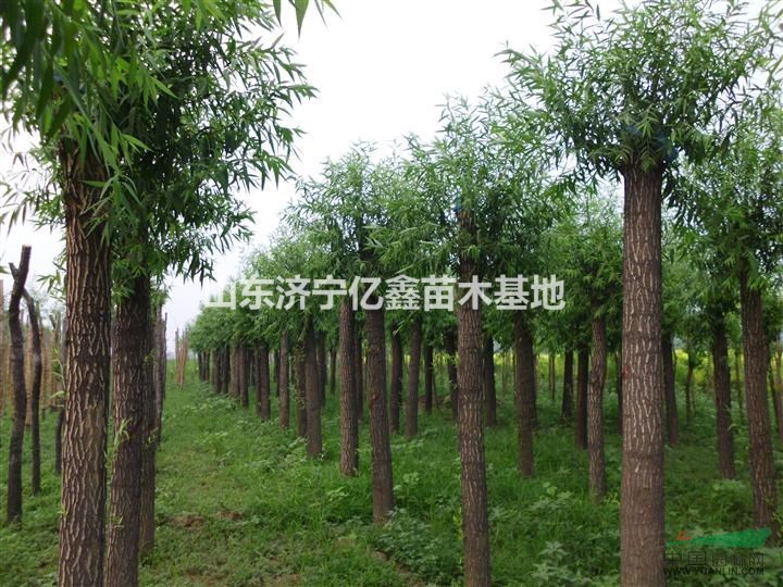 濟(jì)寧45公分國槐樹移栽發(fā)二年冒價格