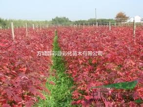 河南直銷美國(guó)紅楓，美國(guó)紅楓小苗低價(jià)批發(fā)