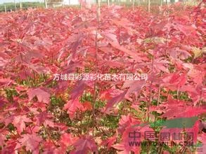 河南直銷美國(guó)紅楓，美國(guó)紅楓小苗低價(jià)批發(fā)