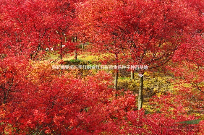 三季紅紅楓|石榴紅羽毛楓|橙之夢(mèng)金陵黃楓，金貴黃楓，金桿楓（