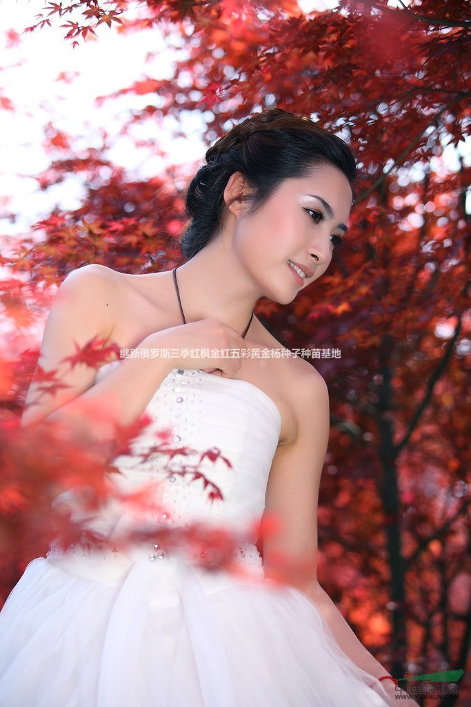 三季紅楓 四季紅楓冰雪紅楓 雪中紅楓加拿大三季紅楓冰島三季紅