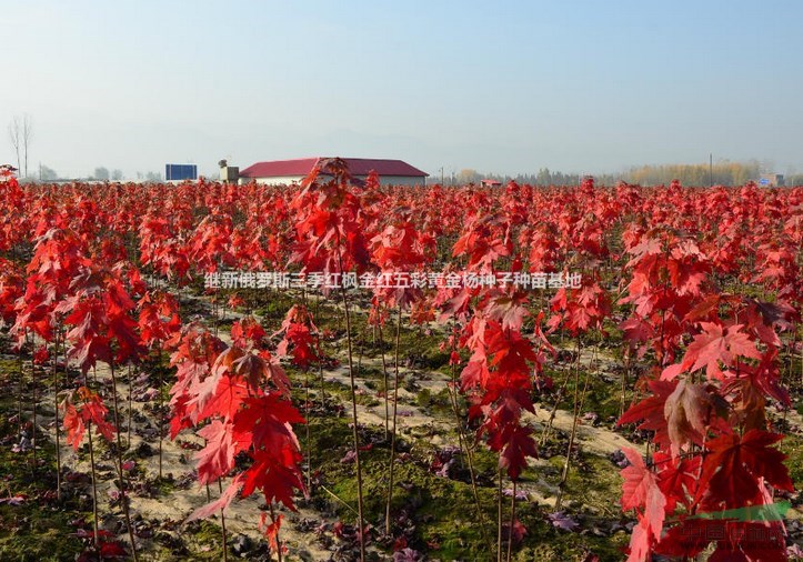 三季紅楓 四季紅楓冰雪紅楓 雪中紅楓加拿大三季紅楓冰島三季紅