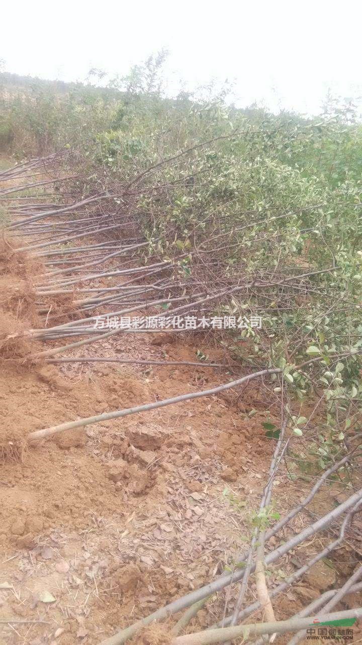 南陽木瓜樹基地，大量出售優(yōu)質(zhì)木瓜樹苗