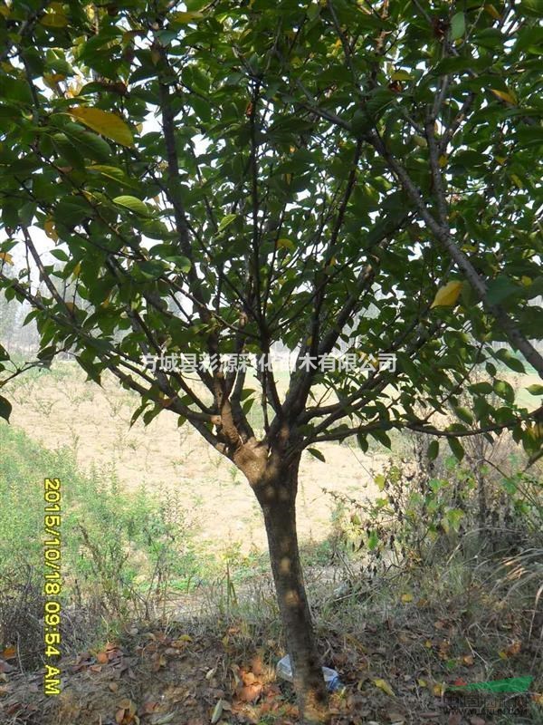 河南櫻花樹苗，河南櫻花樹苗價格，河南櫻花樹苗批發(fā)價格