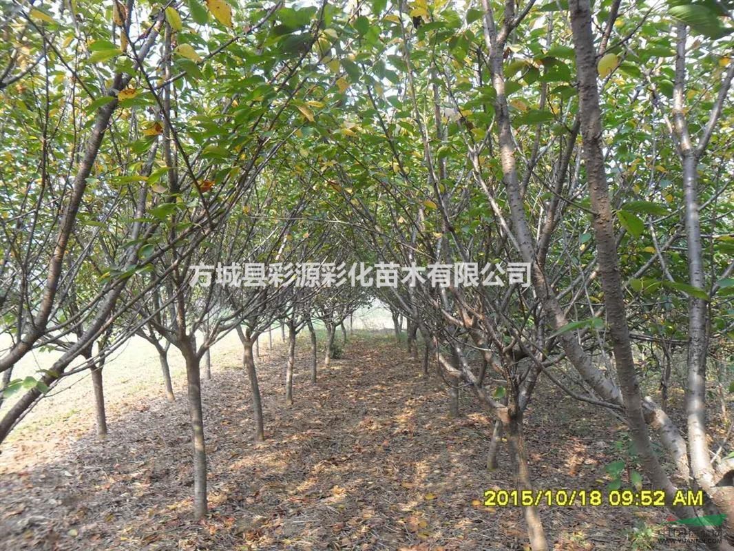河南櫻花樹苗，河南櫻花樹苗價格，河南櫻花樹苗批發(fā)價格